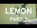 Lemon Bonsai, from seed. 3