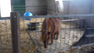 Vlog 33 Lots Dekje Het Shetlandhof