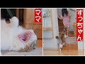 のんびり猫のママへと子供への態度の違いが露骨です