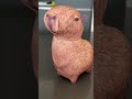 КАПИБАРА КАПИБАРА