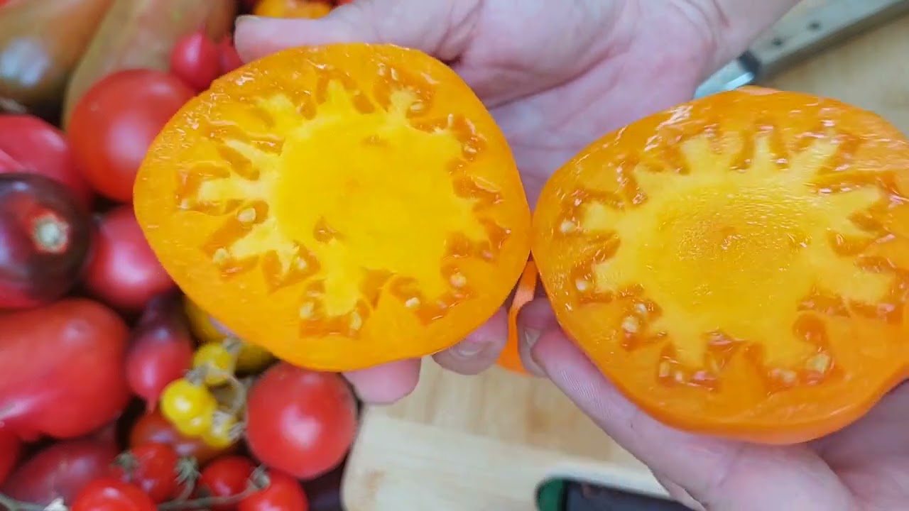 Pomidory nowe odmiany cz. 5 - degustacja