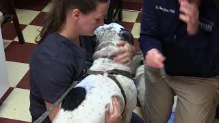 Free Rabies Clinic