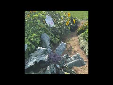 2026 AAS Challenge Goodness of Gardening William Dam Seeds