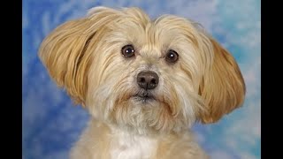 Nikkey the Havanese 'Summer Of Ruff' Do More With Your Dog by CHERYL ROSS 678 views 1 year ago 3 minutes, 4 seconds