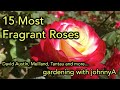 Fragrant Roses - David Austin, Meilland, Tantau and others - 15 Best Garden Roses for fragrance.