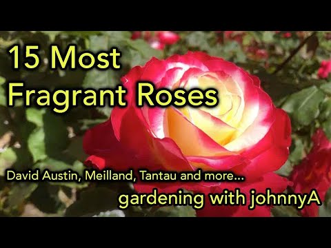 Fragrant Roses - David Austin, Meilland, Tantau and others - 15 Best Garden Roses for fragrance.