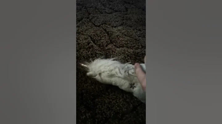 A new unicorn born