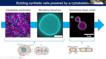 Build-a-Cell seminar Gijsje Koenderink: Towards synthetic cells powered by a cytoskeleton