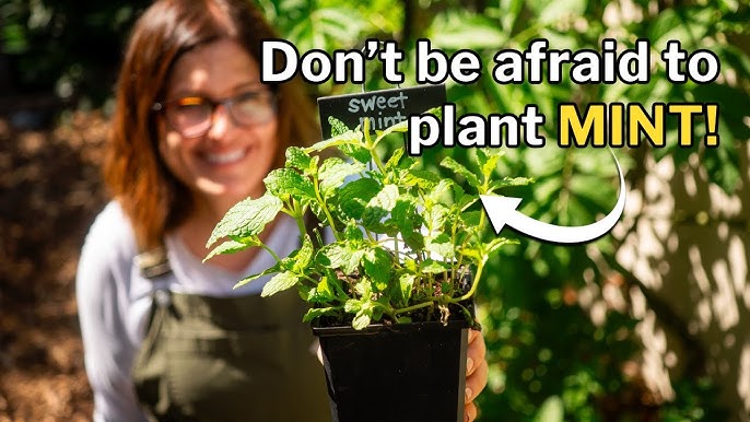 Growing sweet mint