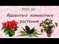 Ядовитые комнатные растения//ТОП 30 🌿