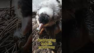 ANAK BURUNG KEDASIH MENDORONG TETAPI SODARA TIRINYA TETAP BER TAHAN DI PUNGGUNG NYA #SHORTS