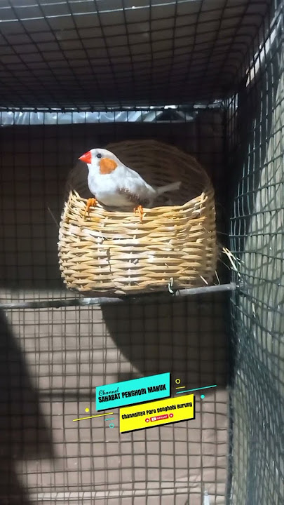 ZF dimalam hari. #birds #burung #zebrafinch #short #shorts #shortvideo #youtubeshorts #burungfinch