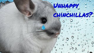 Signs that your chinchillas are unhappy/stressed (and how to fix it)