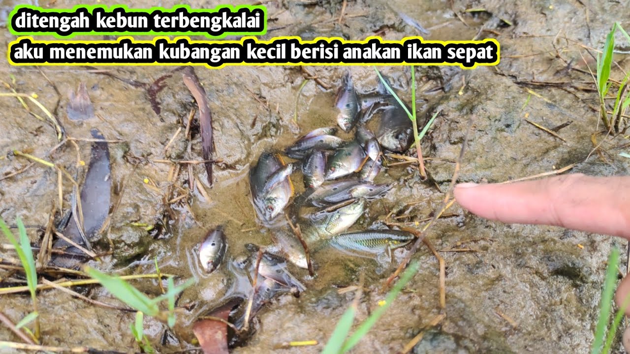 Ditengah kebun ada sarang ikan sepat kekeringan