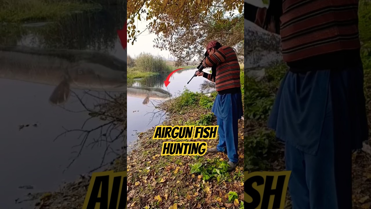 Fish Hunting Airgun | Gaint Snakehead Fish Hunting using Airgun 