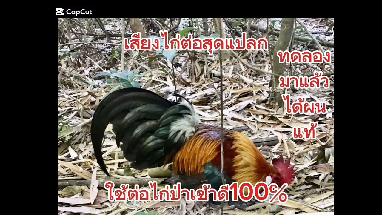 เสียงไก่ต่อสุดแปลกใช้ต่อเข้าดี100℅
