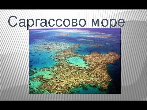 Интересные факты о Саргассовом море