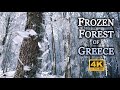 Frozen Forest in Greece