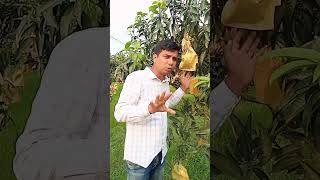 অর্গানিক আম... ❤️❤️❤️ #mangoviral #organicmango #youtubeshorts #youtubvedio #fruit #youtubeviral