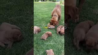 El Perro De Messi Vale Mas Que Tu Casa