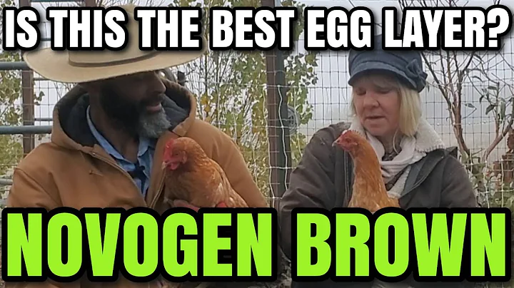 I WISH I had known of them sooner! NOVOGEN BROWN CHICKEN 👌 One Year Review #homesteading #chickens