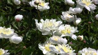 立てば芍薬 座れば牡丹 歩く姿は百合の花.mp4 - YouTube