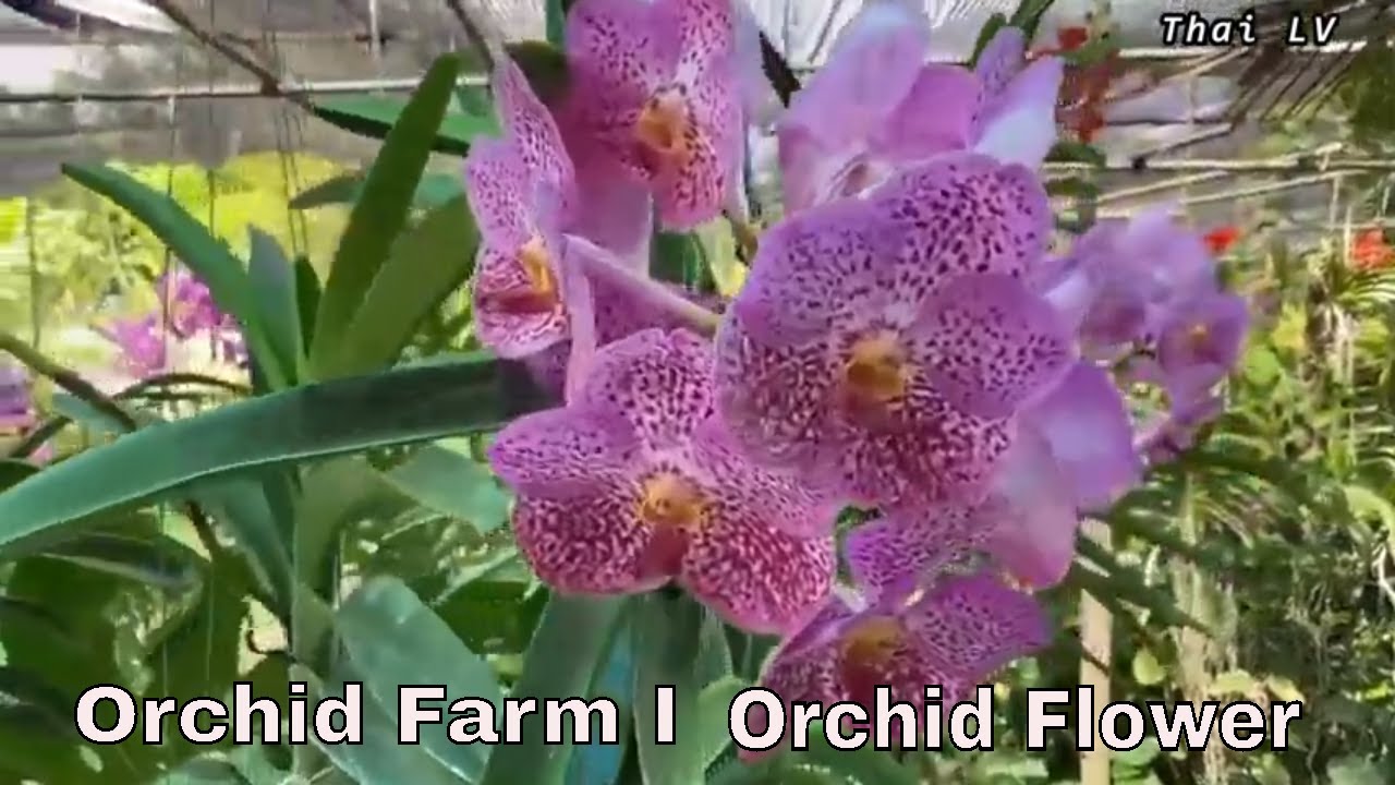 Orchid Farm in Bangkok, Thailand - Beautiful orchid flower I बैंकॉक, थाईलैंड में आर्किड फार्म