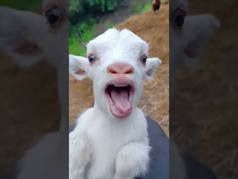 تربية الاغنام معزة تربية الماعز راعي الاغنام معزة تشرب حليب Goat