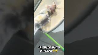 Spotted cat fish died | fish love | farming #catfish #farming#fishing #summer #disease#fish#catfish