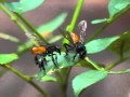 Stingless bees congregating and antennating