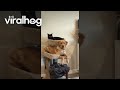 Dog Fully Believes He’s a Cat || ViralHog