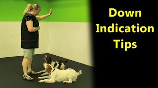 Scent Work Tips on Training a Down Indication