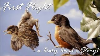 First Flight - a Baby Bird's Story