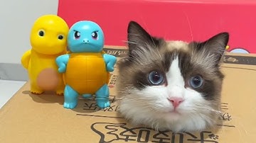 這洗發水也太坑了吧，我家貓咪的迷惑行為#funny #cat