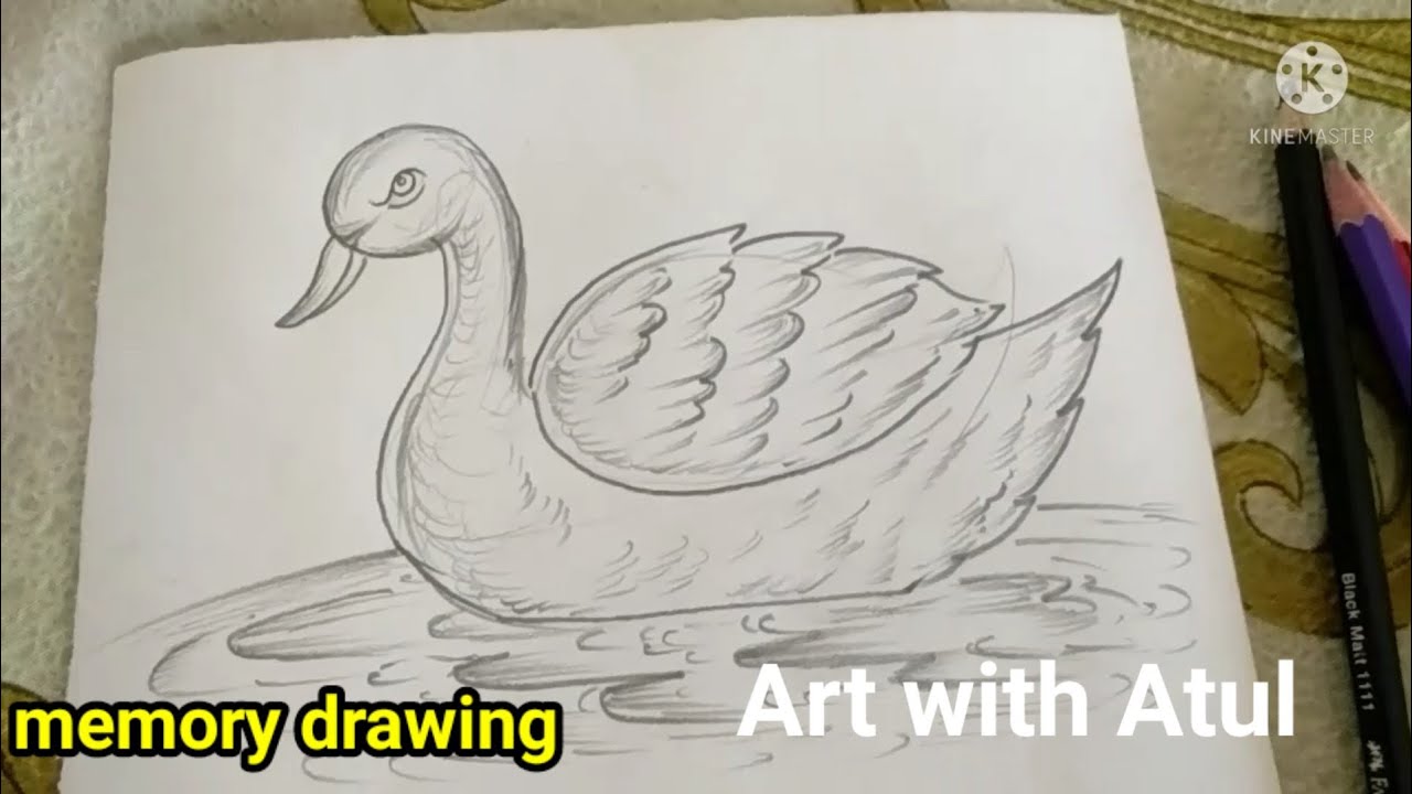 how to draw duck step by step || bird drawing || memory drawing ...