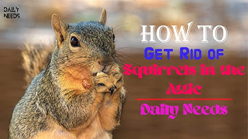 How to Get Rid of Squirrels in the Attic | Daily Needs Studio