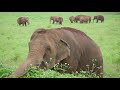 Thank you loop abroad from elephant nature park