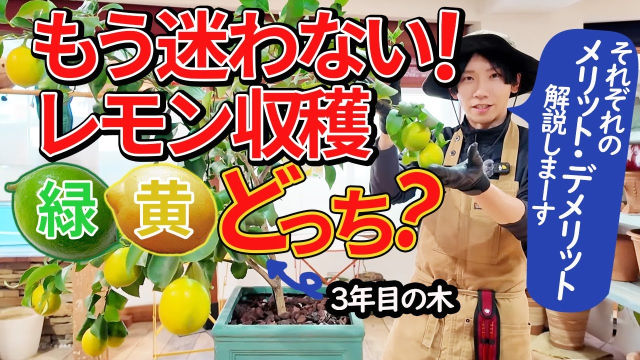 Lemon cultivation] Which is the correct way to harvest lemons