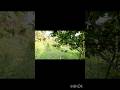 Подошёл вплотную — один выстрел, и индюк повержен! 🦃 #turkey #hunting #wildlife