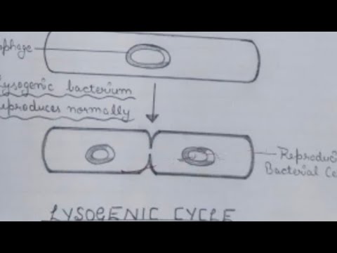 Lysogenic cycle in Bacteriophage | By Dr. Pragya Joshi