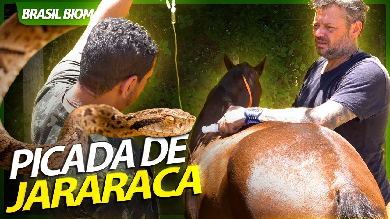 RESGATANDO UM CAVALO PICADO POR UMA JARARACA | RICHARD RASMUSSEN