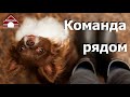 139. Команда Рядом со щенком - два варианта. Учим щенка ходить рядом