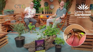 Light Up the Night With Fireflies: Ben Pfeiffer