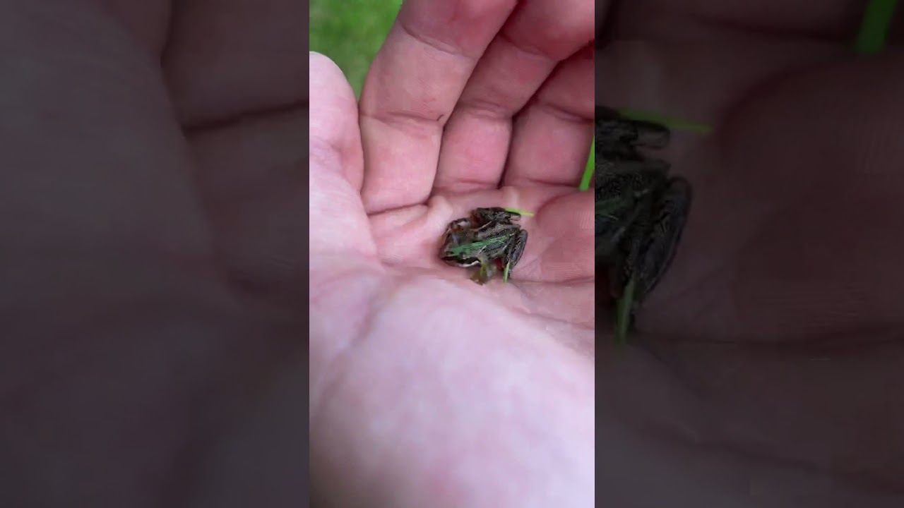 Baby frog
