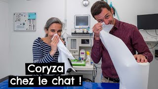 Coryza chez le chat !