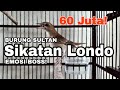 SUARA JAHAT BURUNG SIKATAN LONDO|| GACOR HABIS (BURUNG SULTAN HARGA 60 - 160 JUTA)