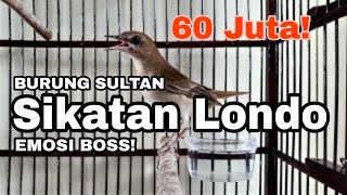 SUARA JAHAT BURUNG SIKATAN LONDO GACOR HABIS BURUNG SULTAN HARGA 60 - 160 JUTA