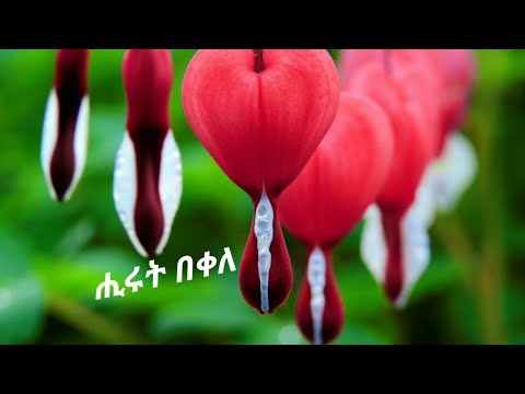 ሒሩት በቀለ እንደገበቴ ውሃ የትዝታ ሙዚቃ