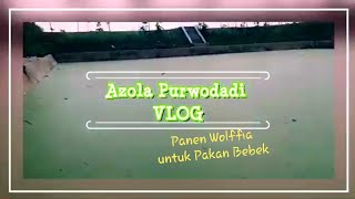 AP Vlog: Panen Wolffia untuk Pakan Bebek