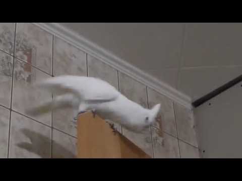 Wideo: Green Rumped Parrotlet